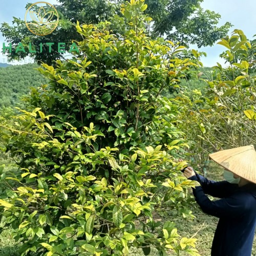 Trà Hoa Vàng Ba Chẽ Quảng Ninh Hũ 100gr