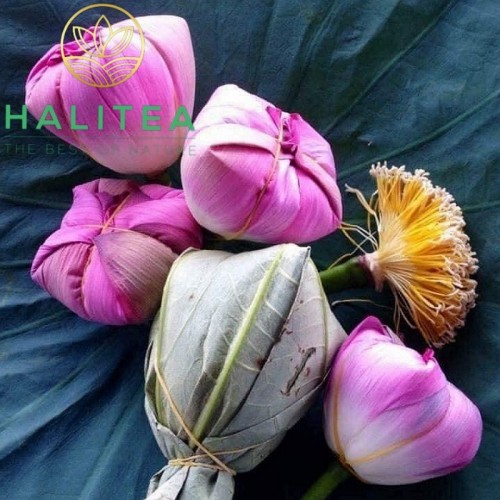 Trà Ướp Sen Tây Hồ Bông Tươi HaliTea
